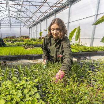 Gardeners tending to plants in a plant nursery